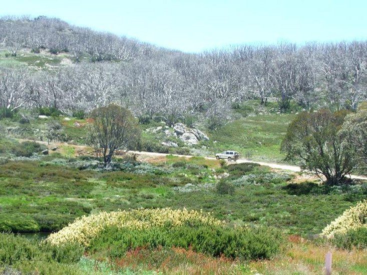02-Zebra experiences the fire ravished snow gums on the Bogong High Plains.jpg